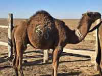 Camello, Arvana camel — foto 1