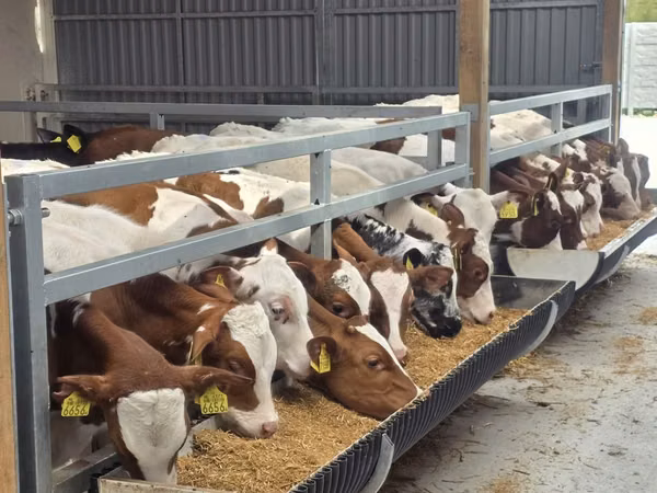 Toro, Simmental cattle