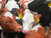 أبقار (دفعة، الجنس غير محدد), Russian Black pied cattle — الصورة 4