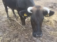 Cow, Brown Latvian — photo 1