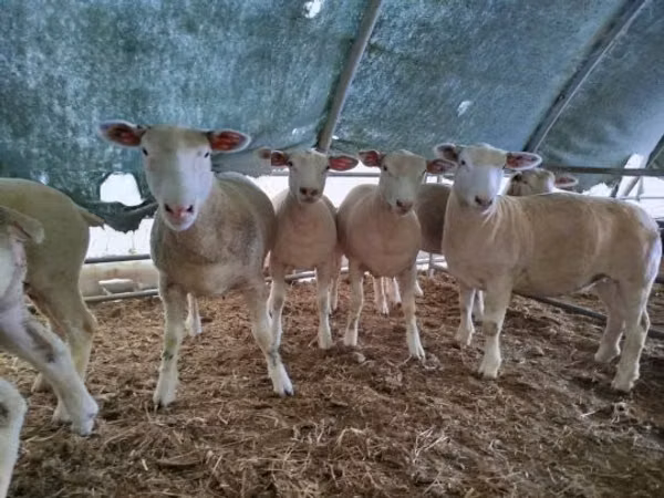 Schaf, Ile-de-France sheep