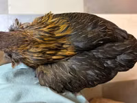 Araucana — photo 1