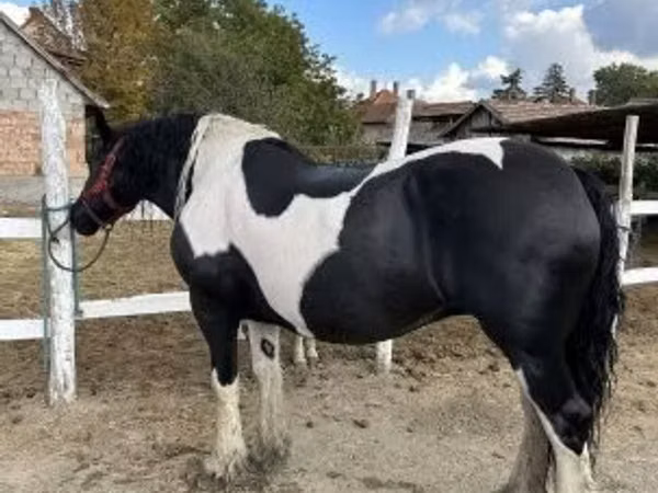 فرس, Gypsy horse