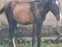 Horses (batch, sex not specified), Horses — photo 8