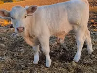 सांड, Charolais cattle — फ़ोटो 4