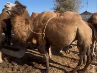 Camellos (lote, sexo no especificado), Kazakh Bactrian camel — foto 1