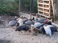 Guinea fowl — foto 2