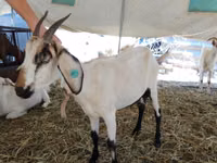 عنزة, Saanen goat — الصورة 4