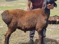 Widder, Blackheaded Persian sheep — Foto 2