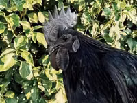 Ayam Cemani — Foto 1