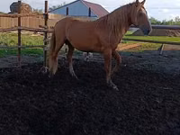 Horse (M), Kushum Horse — photo 1