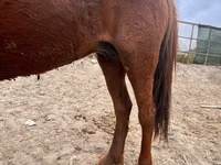 Stute, Kazakh horse — Foto 4