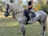 حصان, Andalusian horse — الصورة 5