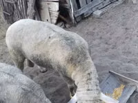 Widder, Ile-de-France sheep — Foto 5
