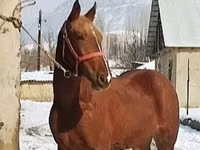 Horse (M), Karabair horse — photo 3
