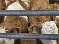 Bull, Simmental cattle — photo 1