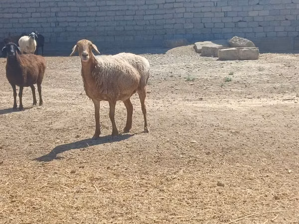 Ram, Ordabasy sheep