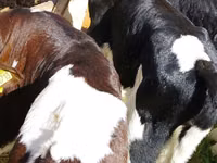 मवेशी (लॉट, लिंग निर्दिष्ट नहीं), Russian Black pied cattle — फ़ोटो 3