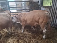 सांड, Blonde d’Aquitane cattle — फ़ोटो 2