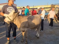بقرة, الماشية — الصورة 1