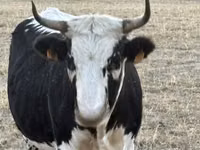 Vaca, Raza de vaca — foto 4