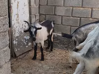 Ziegenbock, LaMancha goats — Foto 1