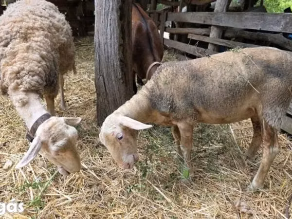 Schaf, Lacaune sheep