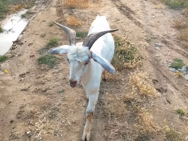 تيس, الماعز