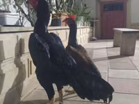 دجاج شمو — الصورة 2