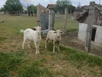 كبش, Merino sheep — الصورة 2