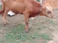 सांड, Simmental cattle — फ़ोटो 7