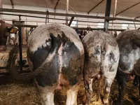 Cattle (batch, sex not specified), Simmental cattle — photo 3