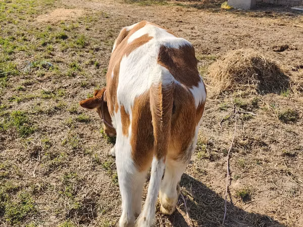 Bulle, Simmental cattle