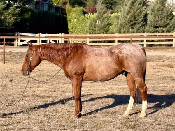 Horse (M), Quarter Horse