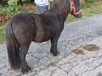 Horse (M), Horses — photo 4