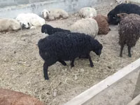 Sheep, Sheep — photo 4