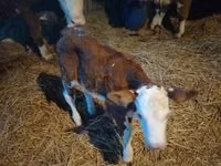 Bulle, Simmental cattle — Foto 6