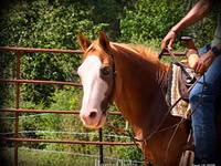 घोड़ा, American paint horse — फ़ोटो 8