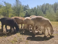 كبش, Afghan Arabi sheep — الصورة 4