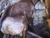 Carnero, Hissar sheep — foto 5