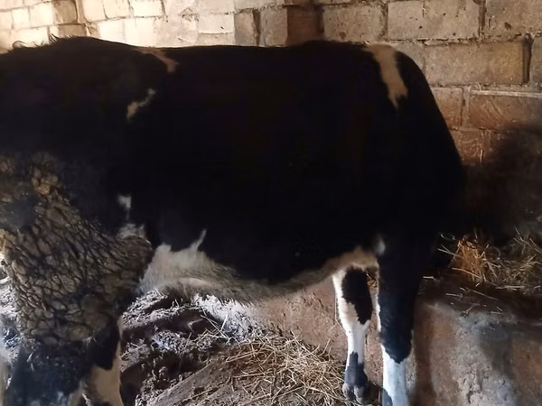 Kuh, Wilder Yak