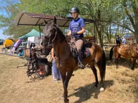 Horse (M), Furioso-North Star — photo 5