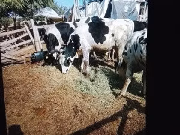 Bull, Russian Black pied cattle