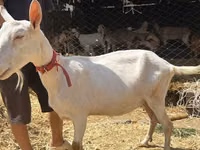 Cabra, Saanen goat — foto 5