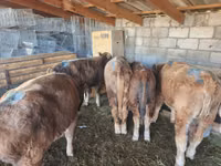 ثور, Simmental cattle — الصورة 4