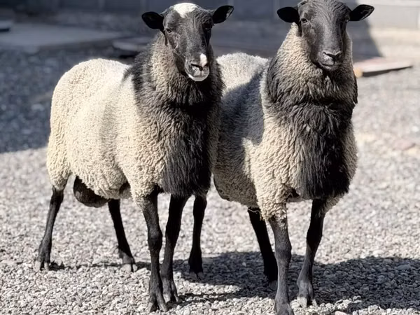Oveja, Romanov sheep