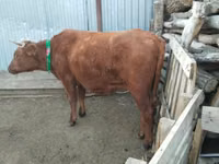 Cow, Latvian Blue cattle — photo 3