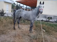 घोड़ा, Thoroughbred horse — फ़ोटो 1