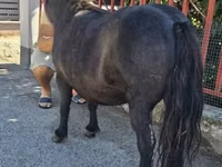Mare, American shetland pony — photo 3