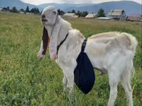 Cabro, Gulabi goats — foto 4
